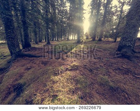 Autumn Forest Landscape With Sun Rays Shining Between Trees.