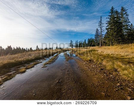 Autumn Landscape Of Wetlands Surrounded With Pine Tree Forest.