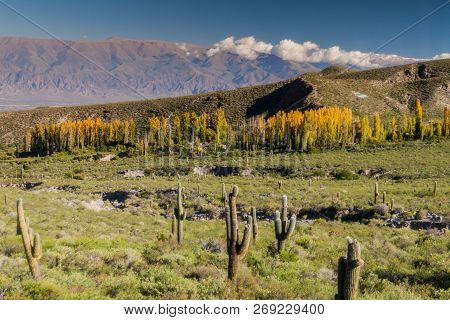 Landscape With Cacti Near Amaicha Del Valle, Argentina