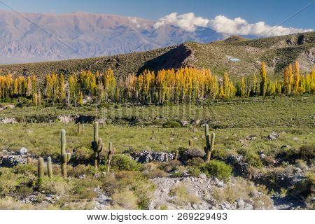 Landscape With Cacti Near Amaicha Del Valle, Argentina