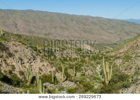 Landscape With Cacti Near Amaicha Del Valle, Argentina