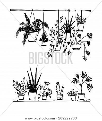 Set Of Potted House Plants, Vector Sketch