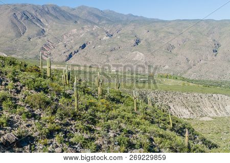 Landscape With Cacti Near Amaicha Del Valle, Argentina