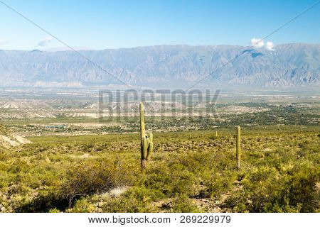Landscape With Cacti Near Amaicha Del Valle, Argentina