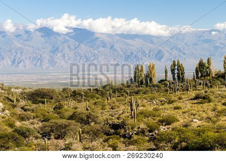 Landscape With Cacti Near Amaicha Del Valle, Argentina