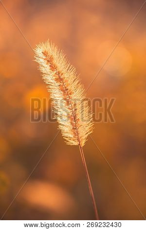 One Ear Of Grass. Macro. Autumn Mood. Yellow Background