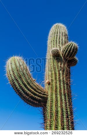 Big Cardon Cactus Near Quilmes Ruins, Argentina