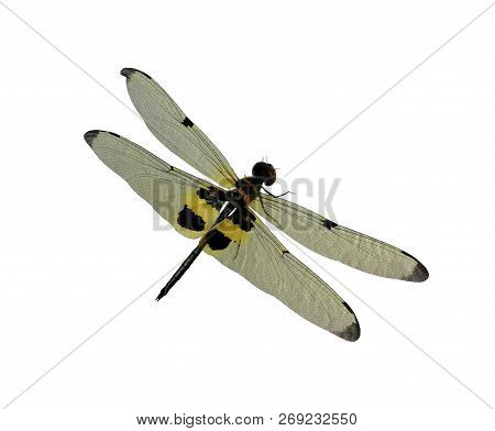 Rhyothemis Phyllis Or Bee Dragonfly Isolated With White Background And Clipping Path