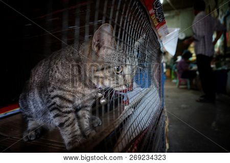 Cat In Cage - Cruelty To Animals