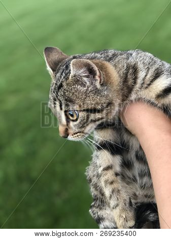 Wild Caught Kitten In Hands On Green Lawn Background. The Cat Does Not Like To Be Caught, He Wants T