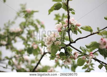 Apple Flower  At Dry Sunny Summer Day