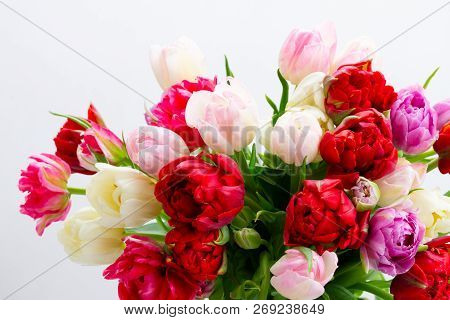Fresh Tulips Flowers Isolated On White Background