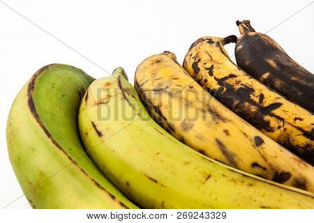 Plantain Or Green Banana (musa X Paradisiaca) In Different Stages Of Maduration Isolated In White Ba