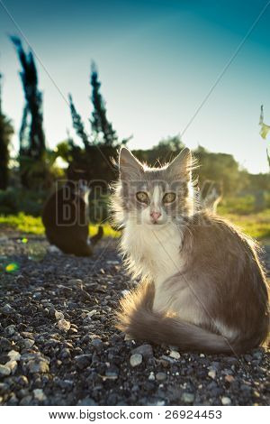 Petit minou avec vert yeux tristes et blac chat sur le coucher de soleil fond