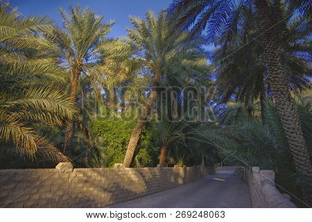 Date Palms Along The Walkway Through The Al Ain Oasis