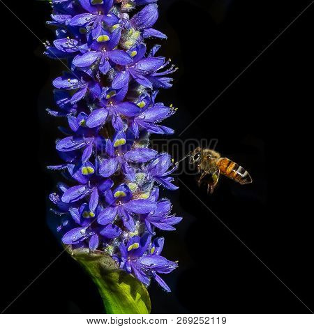 A Honey Bee In Flight To Pickerelweed Flowers In A Florida Wetland.