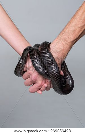 A Man And A Woman Hold The Arms That Are Wrapped Around The Royal Snake Nigrita
