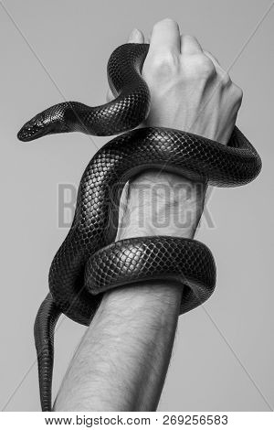 The Kings Snake Nigrita Surrounds The Male Hand. Black And White Photo.