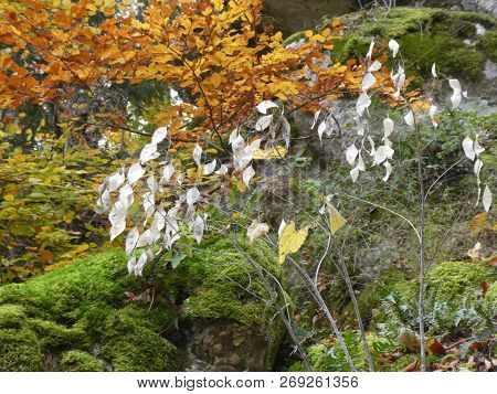 Moonworts Flower With Silver Seeds In The Forest In Autumn