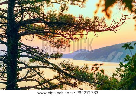 Pine On The Background Of A Bright Sunset Over The Sea In The Mountains.