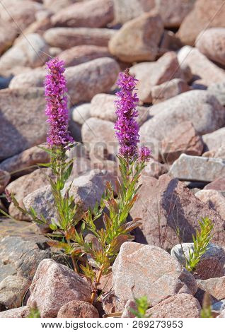 Purple Loosetrife Flower Growing Among The Stones On The Shore (latin: Lythrum Salicaria)