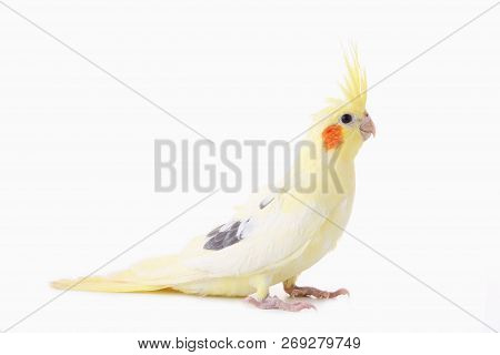 A Corella Parrot With Red Cheeks And Long Feathers. Cockatiel Parrot. Isolated Parrot