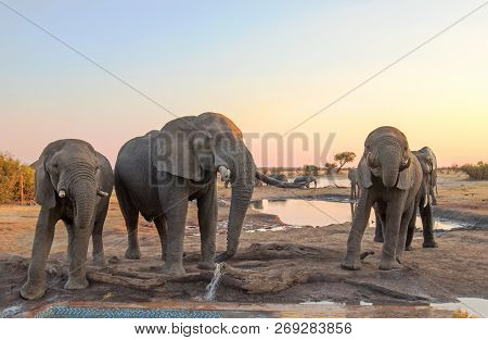 Three Elephants Taking A Drink From The Camp Waterhole At Dusk, With A Orange Tinged Sky. Hwange Nat