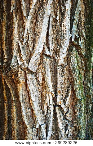 Tree Bark Texture. Tree Bark Texture Full Frame In Nature. Texture Shot Of Brown Tree Bark, Filling 