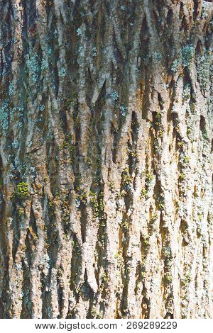 Tree Bark Texture. Tree Bark Texture Full Frame In Nature. Texture Shot Of Brown Tree Bark, Filling 