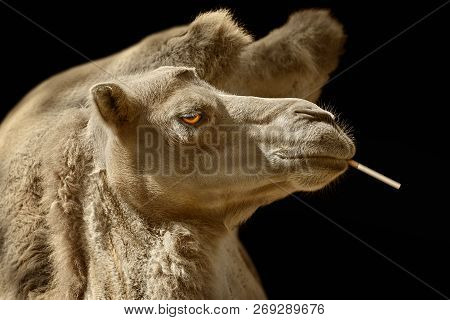 Portrait Of Camel With Сigarette Against Black Background