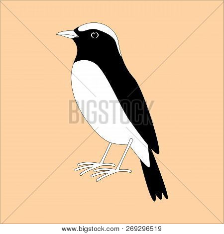 Arabian Wheatear Bird ,vector Illustration , Profile View