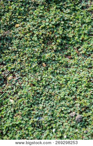 Fresh Green Euphorbia Thymifolia Tree On The Ground
