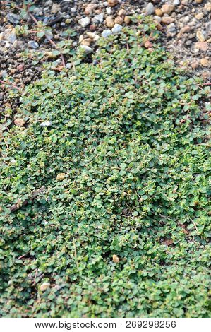 Fresh Green Euphorbia Thymifolia Tree On The Ground