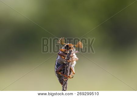 May Beetle On A Blade Of Grass