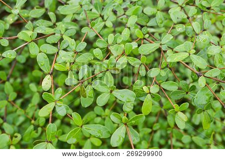 Close Up Fresh Green Leaves Of Terminalia Ivorensis Tree In Nature Garden
