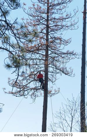 West Point, CA-March 15, 2016: Lumberjacks removing dead beetle killed trees sothey do not fall on power lines in Californai