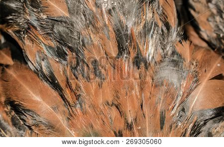 Feathers Of Domestic Birds Of Light Colors For Design Background