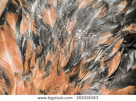 Feathers of domestic birds of light colors for design background