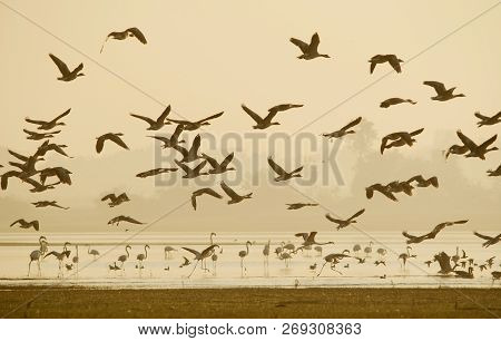Group Of Flamingos , Grey Lag Goose And Other Winter Birds Flying At Lake In Winter Foggy Morning
