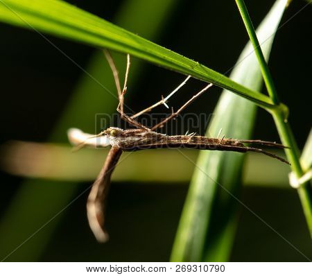 Portrait Of Stick Insects In Nature. Macro