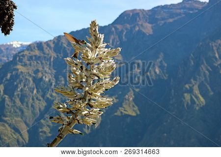 Big Hummingbird Drinking Nectar From Puya Weberbaueri Flower At The Colca Canyon, Arequipa Region, P