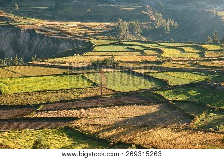 Beautiful Agricultural Fields In The Morning Sunlight, Colca Canyon Or Valle Del Colca In Arequipa R