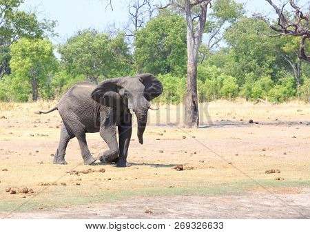 Excited African Eephant With Ears Outstretched And Running Against A Natural Bushveld And Tree Lined