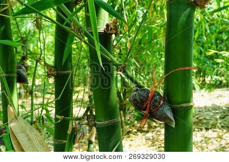Bamboo Species Propagation By Cutting.,bambusa Beecheyana Munro Beechey Bamboo, Silkball.