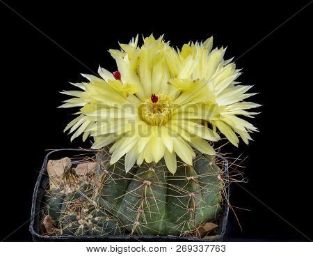 Cactus Notocactus Ottonis Tortulosus With Flower Isolated On Black