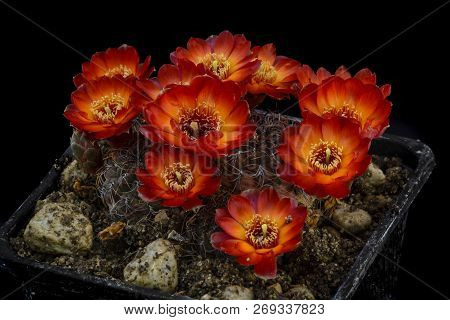 Cactus Sulcorebutia Tarabucoensis With Flower Isolated On Black