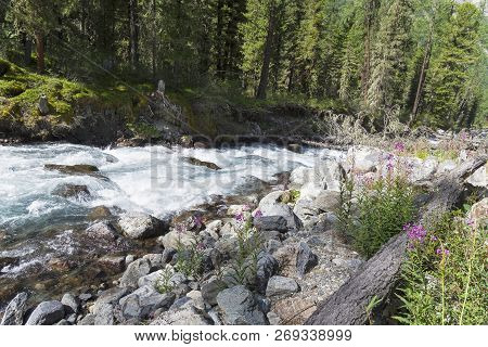 Altai Mountains. The Shawla River Above The Estuary Of The Yeshtykol River. August. Siberia, Russia.