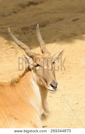 closeup of an Eland
