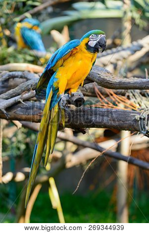 Blue & Yellow Macaw ( Ara Ararauna)