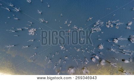 Dead Trees In The Water From Above  Aerial Photo